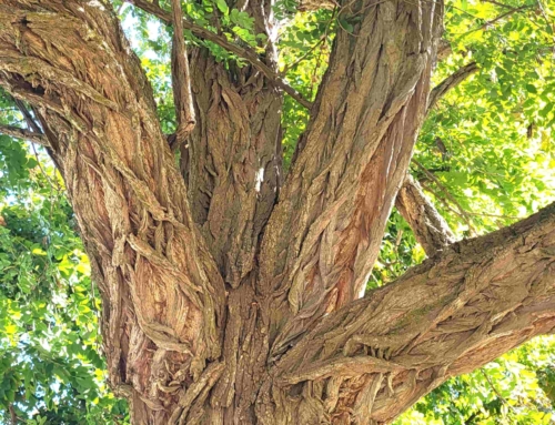 Aging with Spirit #2: Intergenerational Mentoring